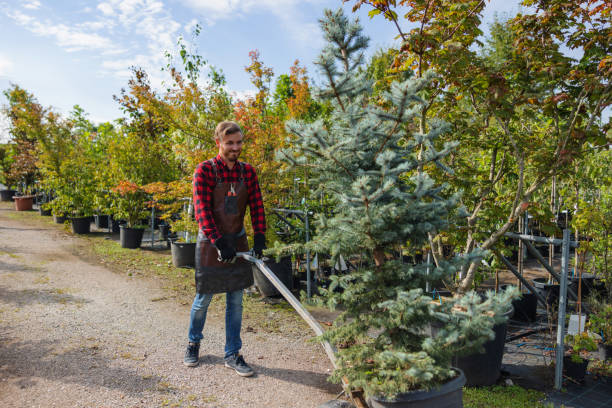 Best Large Tree Removal  in Lorane, PA